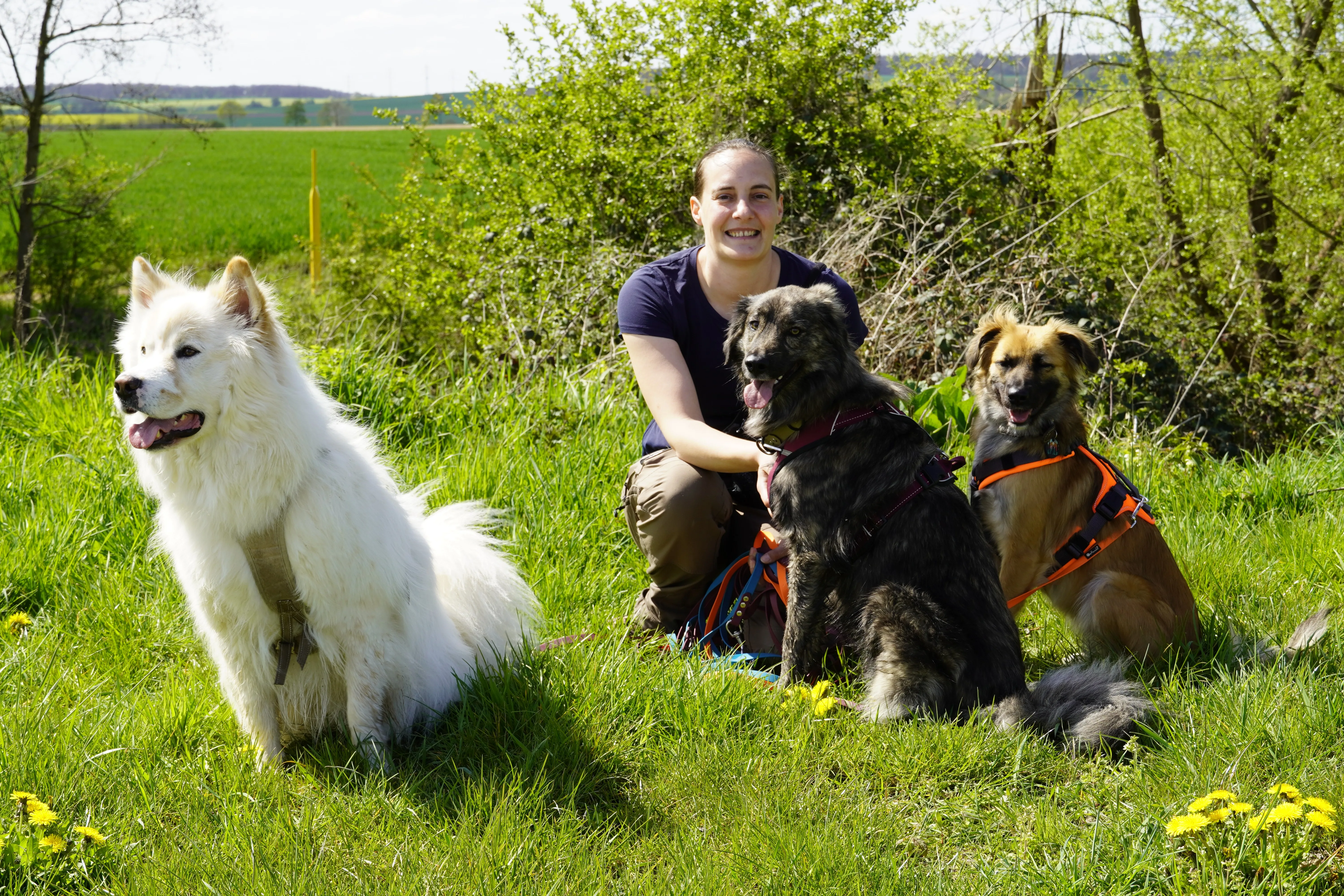 Isabelle mit 3 Hunden im Gras